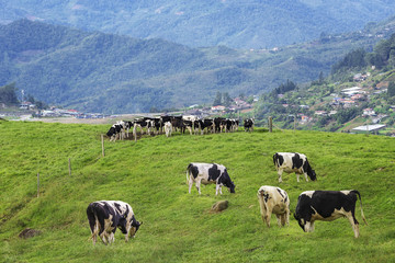 Fototapeta na wymiar Cows grazing on a green field in Kundasang, Sabah, Malaysia