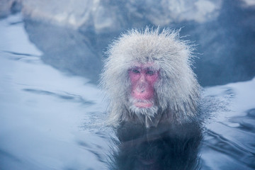 Snow monkeys in a natural onsen (hot spring), located in Jigokud