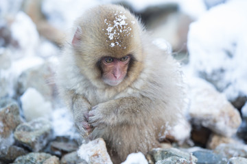Snow monkeys in a natural onsen (hot spring), located in Jigokud
