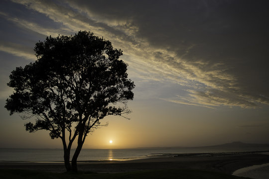 Browns Bay Beach sunrise with a silhouette tree