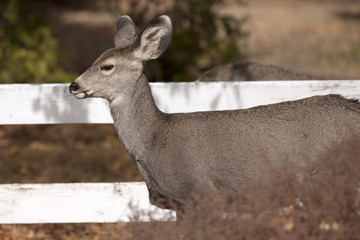 Side view of white tail deer.