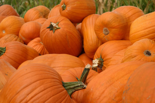 Farm Fresh Halloween Jack-o-Lantern Pumpkins