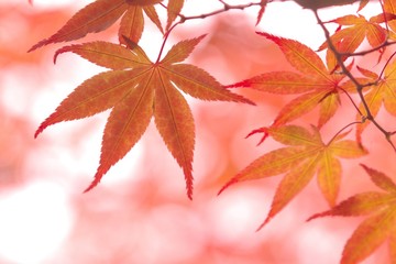 晩秋の輝き