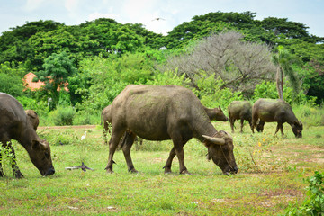 Naklejka premium Thailand buffalo Family on his Prairie Plains 7
