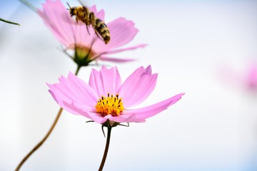 Fototapeta premium コスモスの花と青空