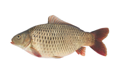 Carp fish isolated on white background
