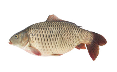 Carp fish isolated on white background