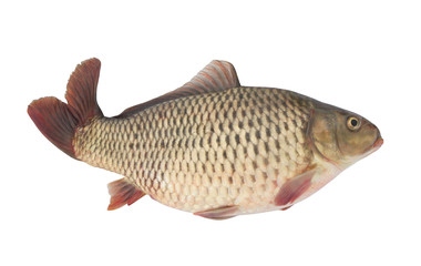 Carp fish isolated on white background