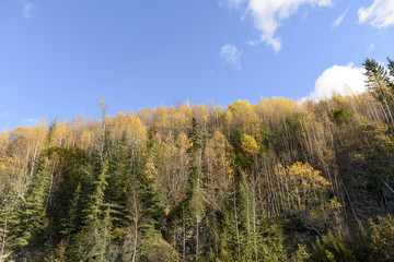 Autumn Colors and Sport Fishing on the Kenai River