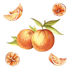 The orange set.Hand draw watercolor illustration.