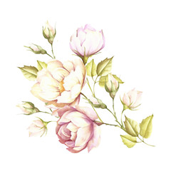 The image of a rose.Hand draw watercolor illustration.