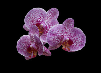 Vanda orchid purple flowers on a black background (with clipping path).