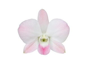 Fototapeta na wymiar White-Pink orchids blooming on white background. (This image has clipping path)