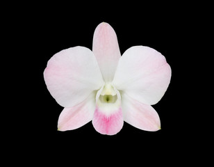 Fototapeta na wymiar White-Pink orchids blooming on black background. (This image has clipping path)