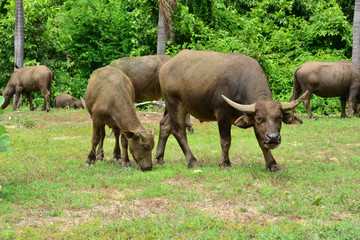 Naklejka na ściany i meble Thailand buffalo Family on his Prairie Plains