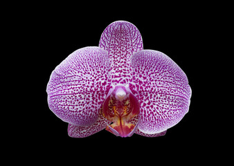 Vanda orchid purple flowers on a black background (with clipping path).