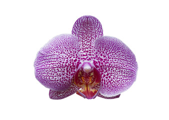 Vanda orchid purple flowers on a white background (with clipping path).