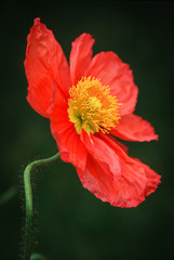 Orange Icelandic Poppy