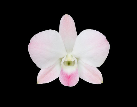 White-Pink orchids blooming on black background. (This image has clipping path)