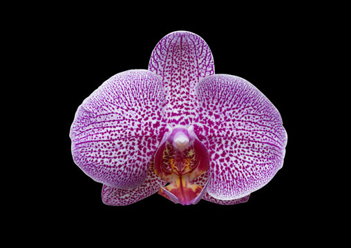 Fototapeta Vanda orchid purple flowers on a black background (with clipping path).