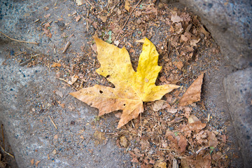 yellow maple leaf