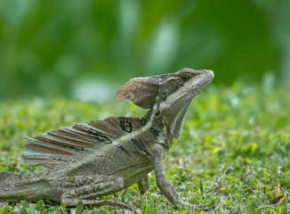 Iguana