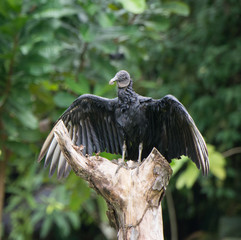 Vulture