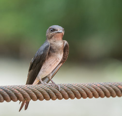 Bird Looking