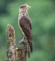 Caracara