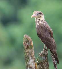 Caracara Left