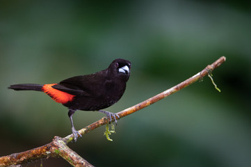 Blackbird