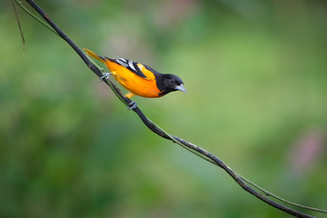 Singing Oriole