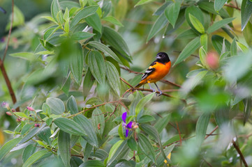 Oriole