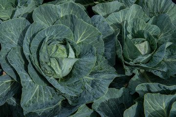 Fototapeta na wymiar Cabbage Patch
