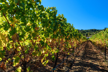 Fototapeta na wymiar Rows of harvested grape vines in the sun