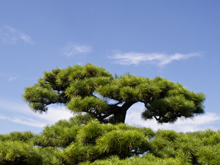居外苑の松 (上部、引き) と、青空