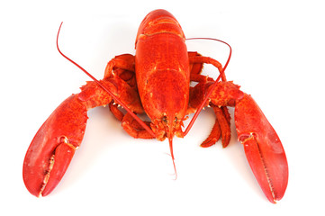 single cooked red lobster isolated on white background