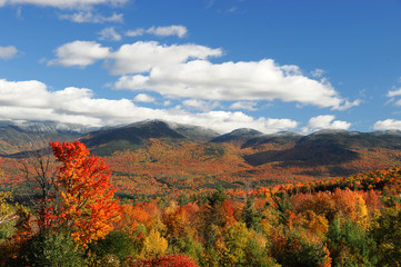 autumn colorful forest and mountain