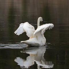 White Trumpeter Swan spreading his wings in Yellowstone River in Yellowstone National Park in Wyoming USA