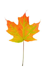 red autumn maple leaf isolated on white background