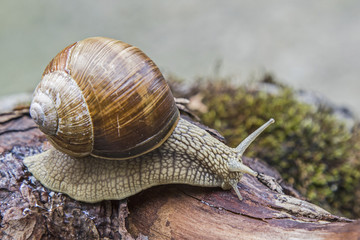 Weinbergschnecke