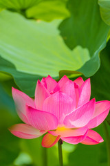 The  lotus flower.Background is the lotus leaf.