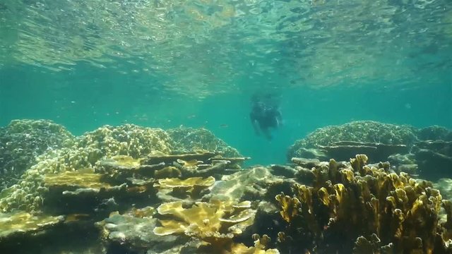 Man snorkeling underwater over tropical reef with stony corals
