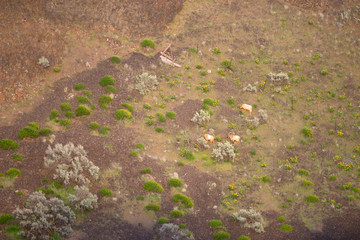 Washinton State Wildlife Mountain Goats Wild Animals Graze