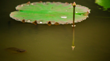 Beautiful pink lotus flower in pond./ Beautiful pink lotus flower in pond after rain on rainy season.