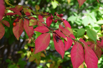 Fototapeta premium Turning To Fall