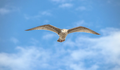 Flugstudie einer Sturmmöwe