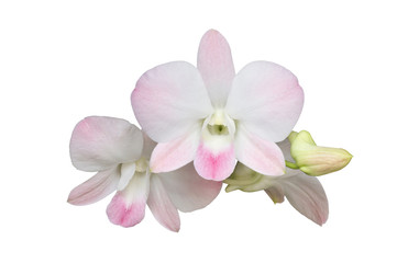 Naklejka na ściany i meble White-Pink orchids blooming on white background. (This image has clipping path)