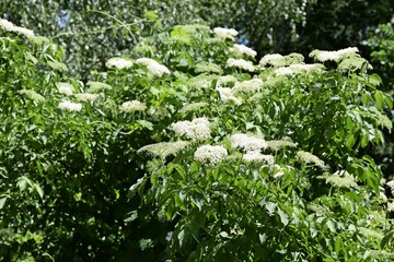 weißblühende Pflanzen