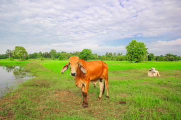 Cow in the green rice field